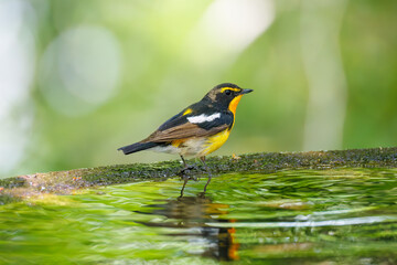 泉で水浴びをする可愛いキビタキ（ヒタキ科） 英名学名：Narcissus Flycatcher (Ficedula narcissina) (family comprising the flycatchers) 秦野駅近くにある弘法山公園は、浅間山、権現山、弘法山を含む神奈川県立の自然公園。 山頂には野鳥の観察施設「バードサンクチュアリ」がある 神奈川県秦野市- 2025年 