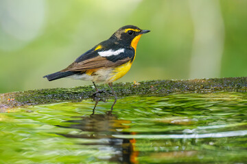 泉で水浴びをする可愛いキビタキ（ヒタキ科） 英名学名：Narcissus Flycatcher (Ficedula narcissina) (family comprising the flycatchers) 秦野駅近くにある弘法山公園は、浅間山、権現山、弘法山を含む神奈川県立の自然公園。 山頂には野鳥の観察施設「バードサンクチュアリ」がある 神奈川県秦野市- 2025年 