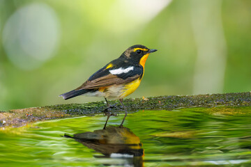 泉で水浴びをする可愛いキビタキ（ヒタキ科） 英名学名：Narcissus Flycatcher (Ficedula narcissina) (family comprising the flycatchers) 秦野駅近くにある弘法山公園は、浅間山、権現山、弘法山を含む神奈川県立の自然公園。 山頂には野鳥の観察施設「バードサンクチュアリ」がある 神奈川県秦野市- 2025年 