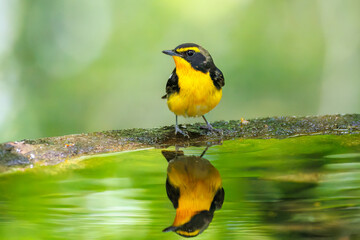 泉で水浴びをする可愛いキビタキ（ヒタキ科） 英名学名：Narcissus Flycatcher (Ficedula narcissina) (family comprising the flycatchers) 秦野駅近くにある弘法山公園は、浅間山、権現山、弘法山を含む神奈川県立の自然公園。 山頂には野鳥の観察施設「バードサンクチュアリ」がある 神奈川県秦野市- 2025年 