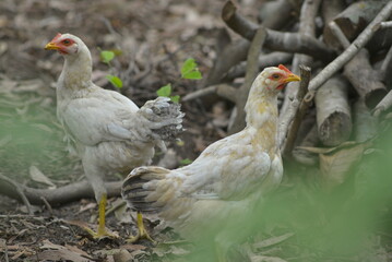 two chickens in the grass