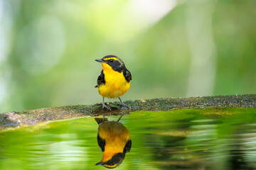 泉で水浴びをする可愛いキビタキ（ヒタキ科） 英名学名：Narcissus Flycatcher (Ficedula narcissina) (family comprising the flycatchers) 秦野駅近くにある弘法山公園は、浅間山、権現山、弘法山を含む神奈川県立の自然公園。 山頂には野鳥の観察施設「バードサンクチュアリ」がある 神奈川県秦野市- 2025年 