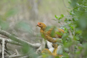 male pheasant male