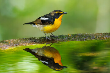 泉で水浴びをする可愛いキビタキ（ヒタキ科） 英名学名：Narcissus Flycatcher (Ficedula narcissina) (family comprising the flycatchers) 秦野駅近くにある弘法山公園は、浅間山、権現山、弘法山を含む神奈川県立の自然公園。 山頂には野鳥の観察施設「バードサンクチュアリ」がある 神奈川県秦野市- 2025年 