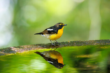 泉で水浴びをする可愛いキビタキ（ヒタキ科） 英名学名：Narcissus Flycatcher...