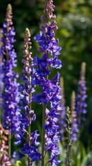 Obraz premium Larkspur Blooms: Vibrant Purple Spikes in a Serene Garden