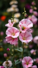 Obraz premium Delicate Pink Hollyhocks in a Soft-Focus Garden
