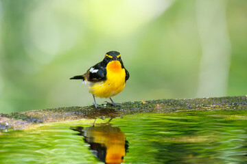 泉で水浴びをする可愛いキビタキ（ヒタキ科） 英名学名：Narcissus Flycatcher (Ficedula narcissina) (family comprising the flycatchers) 秦野駅近くにある弘法山公園は、浅間山、権現山、弘法山を含む神奈川県立の自然公園。 山頂には野鳥の観察施設「バードサンクチュアリ」がある 神奈川県秦野市- 2025年 