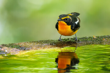 泉で水浴びをする可愛いキビタキ（ヒタキ科） 英名学名：Narcissus Flycatcher (Ficedula narcissina) (family comprising the flycatchers) 秦野駅近くにある弘法山公園は、浅間山、権現山、弘法山を含む神奈川県立の自然公園。 山頂には野鳥の観察施設「バードサンクチュアリ」がある 神奈川県秦野市- 2025年 