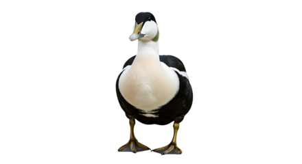 Striking Common Eider Duck Portrait Black and White Plumage