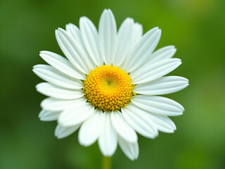 Fototapeta premium White Daisy Flower with Yellow Center on Soft Green Background - Ultra-Detailed, Bright, and Clean Floral Visual for Wellness, Eco Lifestyle, or Natural Product Branding