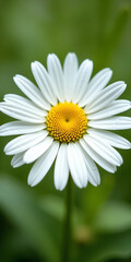 Fototapeta premium White Daisy Flower with Yellow Center on Soft Green Background - Ultra-Detailed, Bright, and Clean Floral Visual for Wellness, Eco Lifestyle, or Natural Product Branding