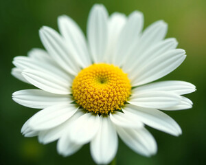Naklejka premium White Daisy Flower with Yellow Center on Soft Green Background - Ultra-Detailed, Bright, and Clean Floral Visual for Wellness, Eco Lifestyle, or Natural Product Branding