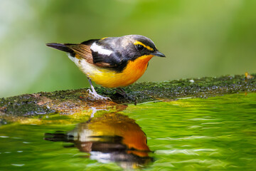 泉で水浴びをする可愛いキビタキ（ヒタキ科） 英名学名：Narcissus Flycatcher (Ficedula narcissina) (family comprising the flycatchers) 秦野駅近くにある弘法山公園は、浅間山、権現山、弘法山を含む神奈川県立の自然公園。 山頂には野鳥の観察施設「バードサンクチュアリ」がある 神奈川県秦野市- 2025年 