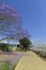cherry tree in spring