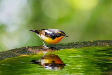 泉で水浴びをする可愛いキビタキ（ヒタキ科） 英名学名：Narcissus Flycatcher (Ficedula narcissina) (family comprising the flycatchers) 秦野駅近くにある弘法山公園は、浅間山、権現山、弘法山を含む神奈川県立の自然公園。 山頂には野鳥の観察施設「バードサンクチュアリ」がある 神奈川県秦野市- 2025年 