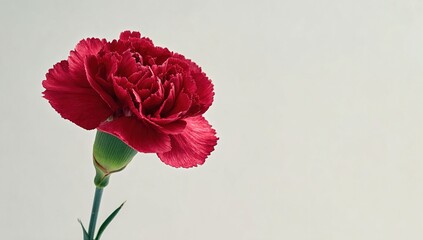 White background featuring a single red carnation. High quality