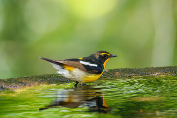 泉で水浴びをする可愛いキビタキ（ヒタキ科） 英名学名：Narcissus Flycatcher (Ficedula narcissina) (family comprising the flycatchers) 秦野駅近くにある弘法山公園は、浅間山、権現山、弘法山を含む神奈川県立の自然公園。 山頂には野鳥の観察施設「バードサンクチュアリ」がある 神奈川県秦野市- 2025年 