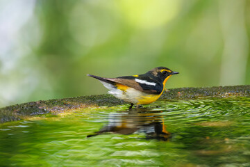 泉で水浴びをする可愛いキビタキ（ヒタキ科） 英名学名：Narcissus Flycatcher (Ficedula narcissina) (family comprising the flycatchers) 秦野駅近くにある弘法山公園は、浅間山、権現山、弘法山を含む神奈川県立の自然公園。 山頂には野鳥の観察施設「バードサンクチュアリ」がある 神奈川県秦野市- 2025年 