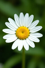 White Daisy Flower with Yellow Center on Soft Green Background - Ultra-Detailed, Bright, and Clean Floral Visual for Wellness, Eco Lifestyle, or Natural Product Branding