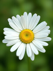 Obraz premium White Daisy Flower with Yellow Center on Soft Green Background - Ultra-Detailed, Bright, and Clean Floral Visual for Wellness, Eco Lifestyle, or Natural Product Branding