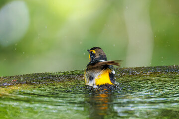 泉で水浴びをする可愛いキビタキ（ヒタキ科） 英名学名：Narcissus Flycatcher...