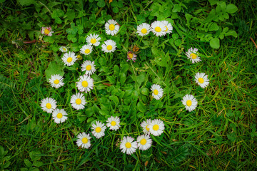 Small daisies grown in the shape of a circle or a heart on a green meadow, close up