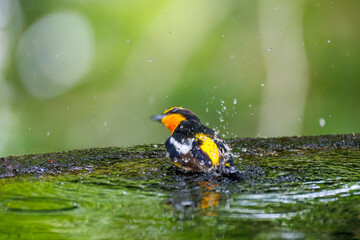 泉で水浴びをする可愛いキビタキ（ヒタキ科）
英名学名：Narcissus Flycatcher (Ficedula narcissina) (family comprising the flycatchers)
秦野駅近くにある弘法山公園は、浅間山、権現山、弘法山を含む神奈川県立の自然公園。
山頂には野鳥の観察施設「バードサンクチュアリ」がある
神奈川県秦野市- 2025年
