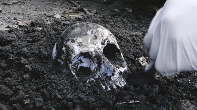 Archeologist carefully brushing dirt soil from excavated human skull
