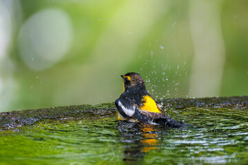 泉で水浴びをする可愛いキビタキ（ヒタキ科）
英名学名：Narcissus Flycatcher...