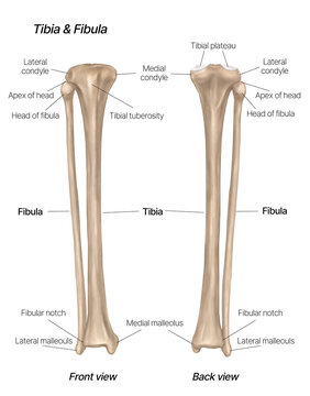 Anatomical Illustration of Tibia and Fibula Bones - Front and Back View