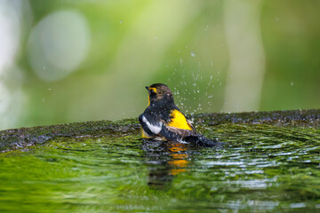 泉で水浴びをする可愛いキビタキ（ヒタキ科）
英名学名：Narcissus Flycatcher...