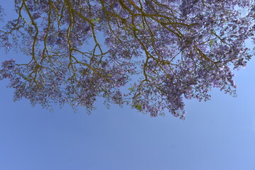 tree branches against blue sky