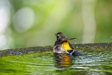泉で水浴びをする可愛いキビタキ（ヒタキ科）
英名学名：Narcissus Flycatcher...