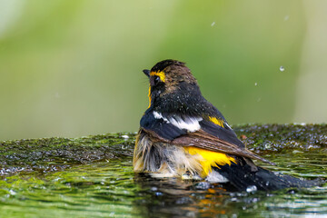 泉で水浴びをする可愛いキビタキ（ヒタキ科）
英名学名：Narcissus Flycatcher (Ficedula narcissina) (family comprising the flycatchers)
秦野駅近くにある弘法山公園は、浅間山、権現山、弘法山を含む神奈川県立の自然公園。
山頂には野鳥の観察施設「バードサンクチュアリ」がある
神奈川県秦野市- 2025年
