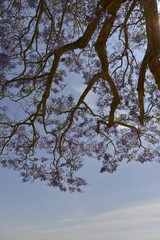 tree branches against blue sky