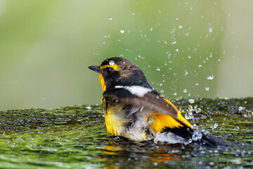 泉で水浴びをする可愛いキビタキ（ヒタキ科）
英名学名：Narcissus Flycatcher...