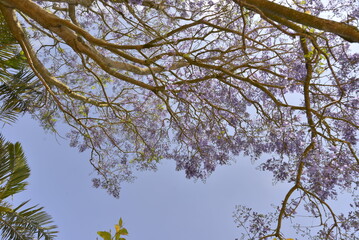 tree branches against blue sky