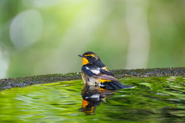 泉で水浴びをする可愛いキビタキ（ヒタキ科）
英名学名：Narcissus Flycatcher...