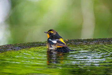 泉で水浴びをする可愛いキビタキ（ヒタキ科）
英名学名：Narcissus Flycatcher (Ficedula narcissina) (family comprising the flycatchers)
秦野駅近くにある弘法山公園は、浅間山、権現山、弘法山を含む神奈川県立の自然公園。
山頂には野鳥の観察施設「バードサンクチュアリ」がある
神奈川県秦野市- 2025年
