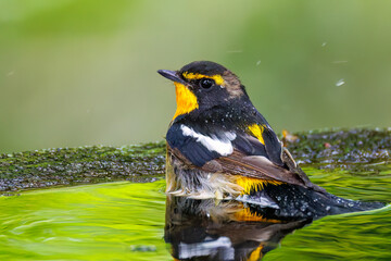 泉で水浴びをする可愛いキビタキ（ヒタキ科）
英名学名：Narcissus Flycatcher...