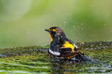 泉で水浴びをする可愛いキビタキ（ヒタキ科）
英名学名：Narcissus Flycatcher...