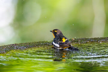 泉で水浴びをする可愛いキビタキ（ヒタキ科）
英名学名：Narcissus Flycatcher (Ficedula narcissina) (family comprising the flycatchers)
秦野駅近くにある弘法山公園は、浅間山、権現山、弘法山を含む神奈川県立の自然公園。
山頂には野鳥の観察施設「バードサンクチュアリ」がある
神奈川県秦野市- 2025年

