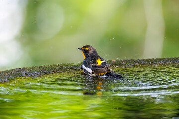 泉で水浴びをする可愛いキビタキ（ヒタキ科）
英名学名：Narcissus Flycatcher...