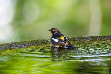 泉で水浴びをする可愛いキビタキ（ヒタキ科）
英名学名：Narcissus Flycatcher...