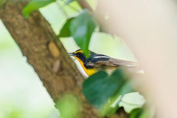 泉で水浴びをする可愛いキビタキ（ヒタキ科）
英名学名：Narcissus Flycatcher (Ficedula narcissina) (family comprising the flycatchers)
秦野駅近くにある弘法山公園は、浅間山、権現山、弘法山を含む神奈川県立の自然公園。
山頂には野鳥の観察施設「バードサンクチュアリ」がある
神奈川県秦野市- 2025年

