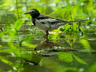 森の中の水辺で周りを見渡しているセグロセキレイ。水面にも反射した美しい立ち姿。