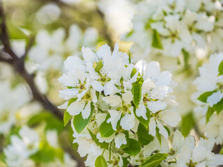 White blossoming apple trees. White apple tree flowers