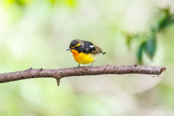 泉で水浴びをする可愛いキビタキ（ヒタキ科）
英名学名：Narcissus Flycatcher...