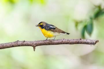 泉で水浴びをする可愛いキビタキ（ヒタキ科）
英名学名：Narcissus Flycatcher...